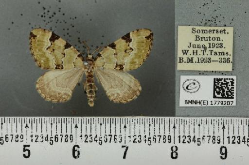 Colostygia pectinataria (Knoch, 1781) - BMNHE_1779207_354654