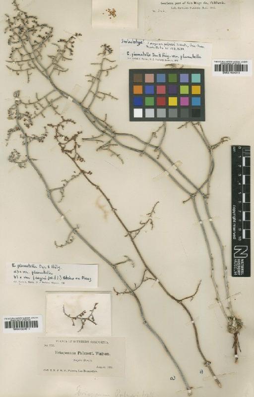 Eriogonum plumatella var. plumatella R.Durand & Hilg. - BM001024513