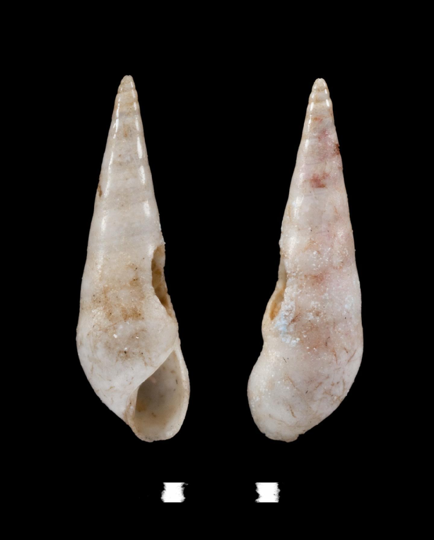 To NHMUK collection (Eulima sarissa R. B. Watson, 1883; HOLOTYPE; NHMUK:ecatalogue:3501113)