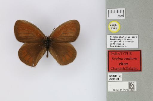 Erebia radians rhea Churkin & Zhdanko, 2001 - 012824423_Erebia_radians_rhea_Churkin & Zhdanko_2001_PT