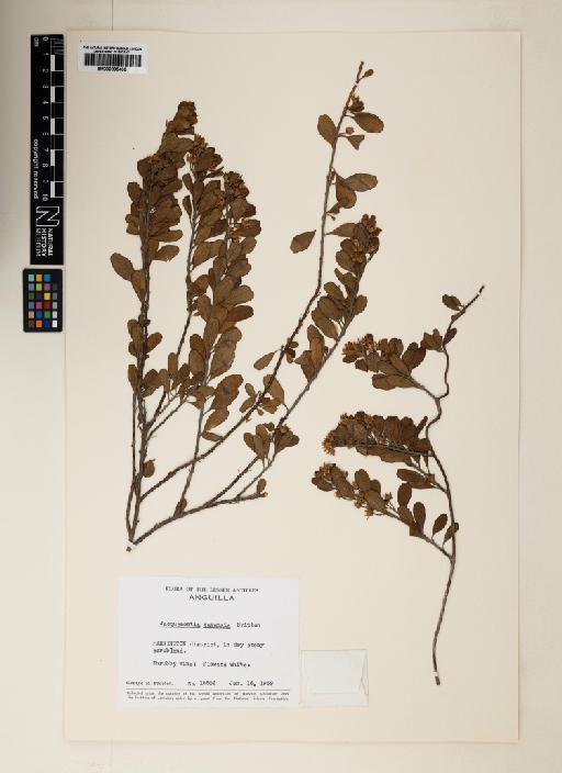 Jacquemontia cayensis - 000895406