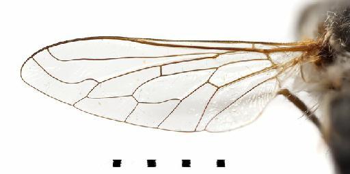 Bombylius (Bombylius) megacephalus Portschinsky, 1887 - Bombylius megacephalus - wing