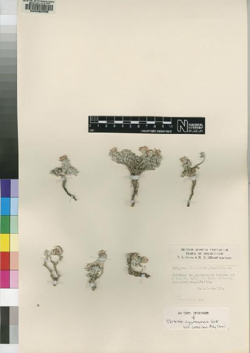 Vernonia cryptocephala var. concinna Airy Shaw - BM000629398