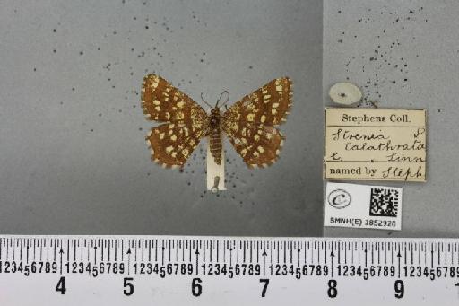 Chiasmia clathrata clathrata (Linnaeus, 1758) - BMNHE_1852920_424551