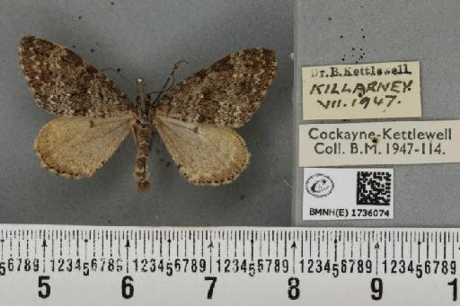 Entephria caesiata caesiata (Denis & Schiffermüller, 1775) - BMNHE_1736074_319384