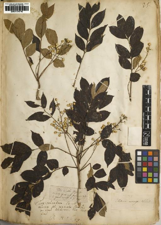 Toxicodendron vernix (L.) Kuntze - BM001046749