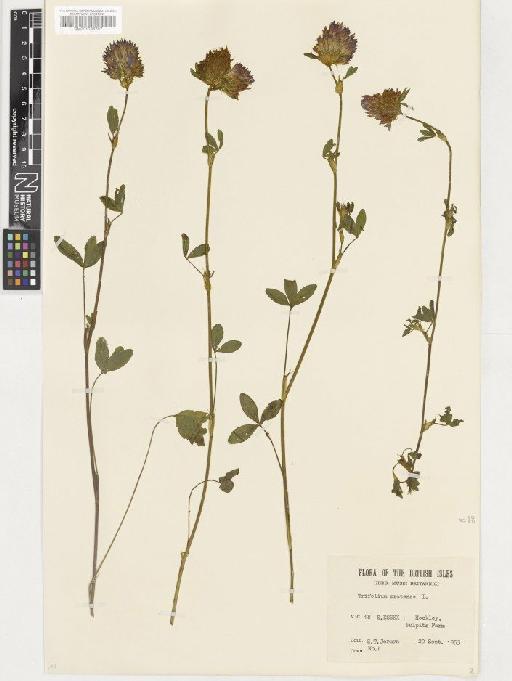 Trifolium pratense L. - BM001036707