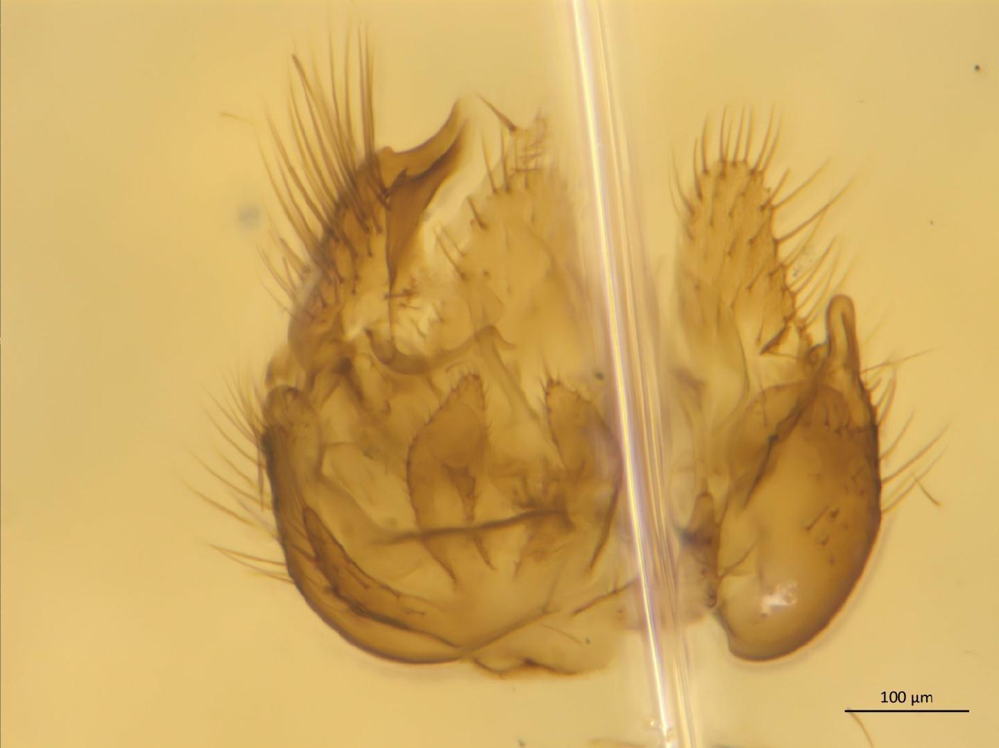 Anatella pseudogibba