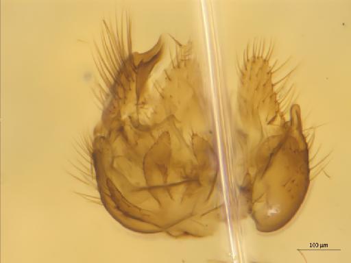 Anatella pseudogibba Plassman, 1977 - 010626397_Anatella_pseudigibba_MG