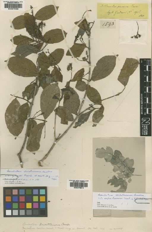 Combretum duarteanum Cambess. - BM000756309