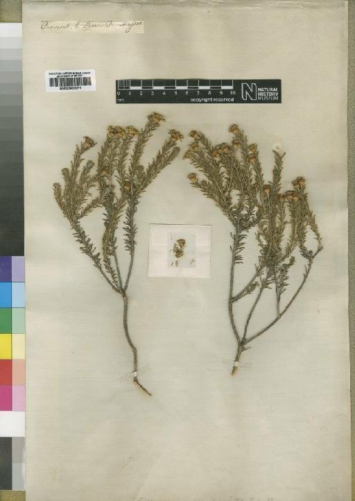 Relhania ericoides var. mantolinoides (L'Hér.) Harv. - BM000924273