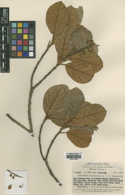 Elaeocarpus trichophyllus A.C.Sm. - BM000795345