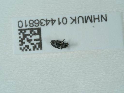 Archarius pyrrhoceras (Marsham, 1802) - 014436810_2