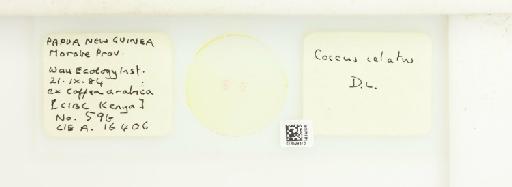 Coccus celatus De Lotto, 1960 - 013529413_117372_1098000_157772_NonType_1_1_1_1_1