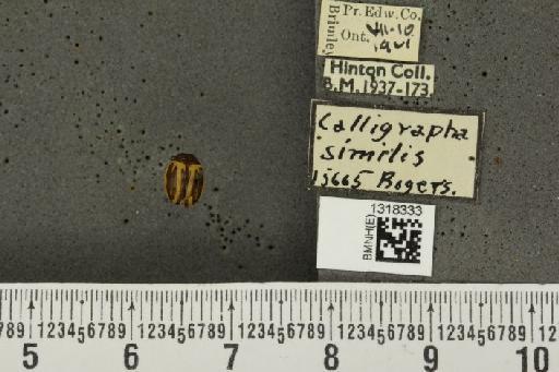 Calligrapha similis (Rogers, 1854) - BMNHE_1318333_17284