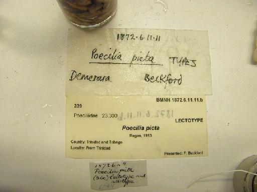 Poecilia picta Regan, 1913 - jar a