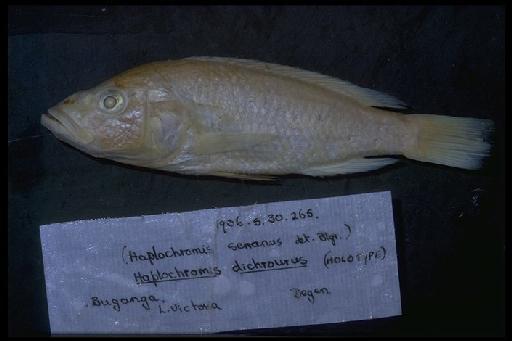 Haplochromis dichrourus Regan, 1922 - Haplochromis dichrourus; 1906.5.30.265