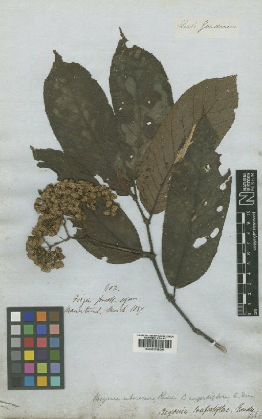 Begonia arborescens Raddi - BM000798004