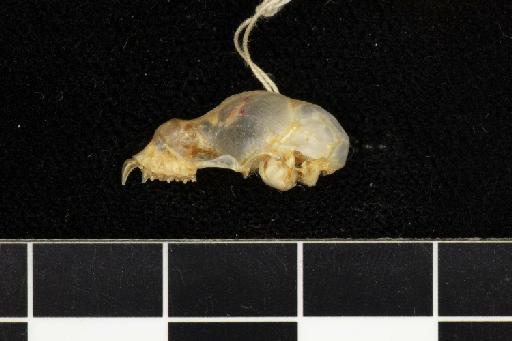 Hipposideros pomona Andersen, 1918 - 1918_8_3_4-Hipposideros_pomona-Type-Skull-lateral