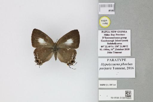 Hypolycaena phorbas purpura Tennent, 2016 - 013376695_Hypolycaena_phorbas_purpura_Tennent_2016_PT