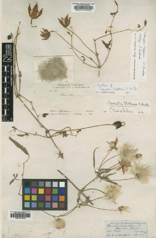 Clematis tibetana subsp. tibetana Kuntze - BM000946004