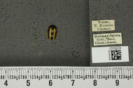 Leptinotarsa dahlbomi (Stål, 1859) - BMNHE_1315274_14954