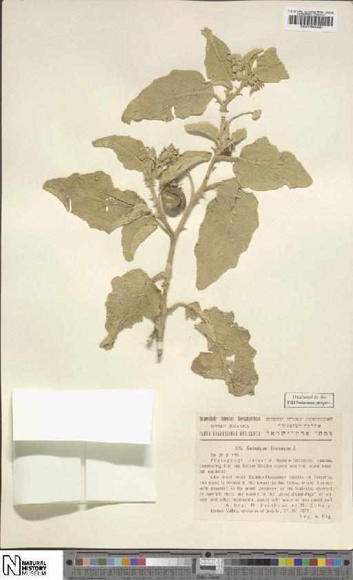 Solanum incanum L. - BM000942650