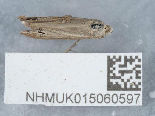 Chrysoteuchia culmella (Linnaeus, 1758) - 015060597_3