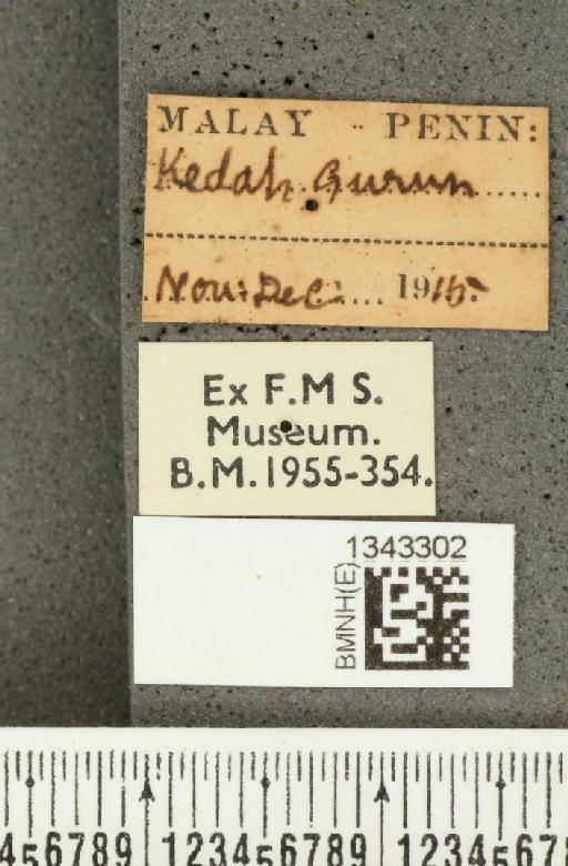 Lilioceris (Lilioceris) quadripustulata (Fabricius, 1787) - BMNHE_1343302_label_13656