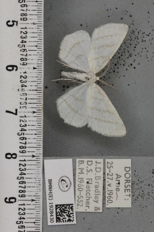 Cabera pusaria (Linnaeus, 1758) - BMNHE_1928430_494385