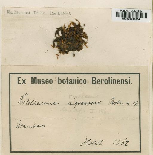 Schlotheimia ferruginea (Hook. & Grev.) Brid. - BM000868364