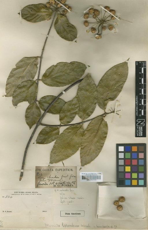 Morinda leptocalama Wernham - BM000945322