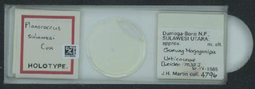 Planococcus sulawesi Cox, 1989 - 010169308_117340_1101339