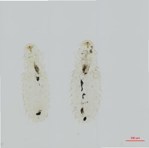 Menopon spinulosum Giebel, 1874 - 010659688__2017_07_24-Scene-1-ScanRegion0