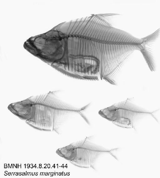 Serrasalmus marginatus Valenciennes, 1836 - BMNH 1934.8.20.41-44, Serrasalmus marginatus Valenciennes