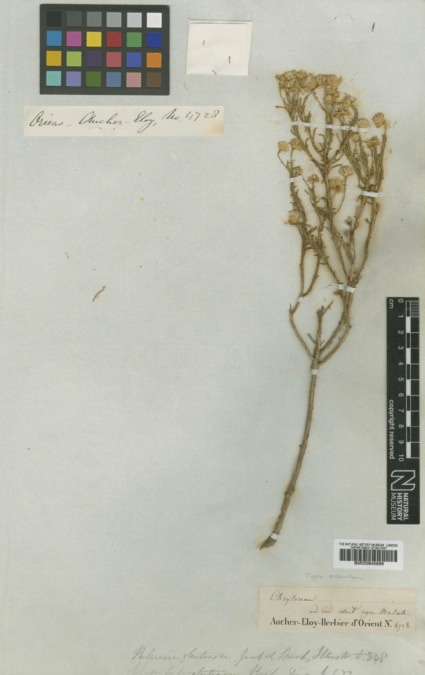 To NHMUK collection (Platychaete glutinosa (Boiss.) Boiss.; Type; NHMUK:ecatalogue:473093)