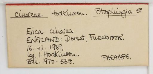 Strophingia cinerea Hodkinson, 1971 - 013471584_additional