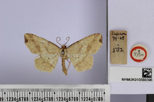 Endropia gracilis Butler, 1879 - NHMUK_010588396_Endropia_gracilis_Butler_ST_dorsal_and_labels.JPG