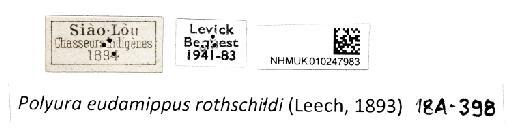 Polyura rothschildi Leech - NHMUK010247983_Polyura_eudamippus_labels.jpg