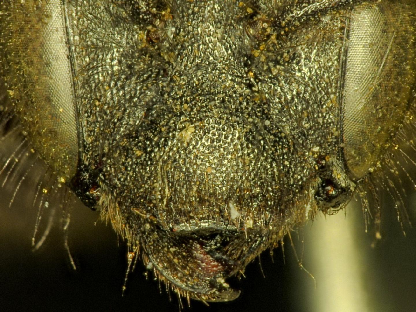 Osmia ephippiata