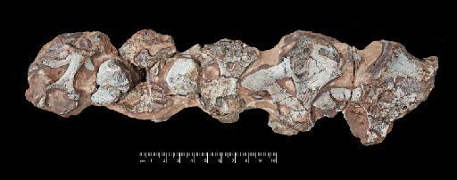 Ignavusaurus rachelis Knoll, 2010 - R37375-Right-lateral-PV-R37375