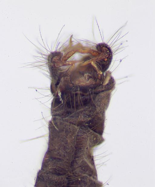 Baeoura nigrolatera (Alexander) - 010863723-Baeoura_nigrolatera-HOLOTYPE-ventral_genitalia1-80_0x