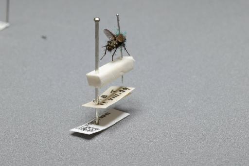 Sarcophaga (Myorhina) nigriventris Meigen, 1826 - 015091935_additional_1
