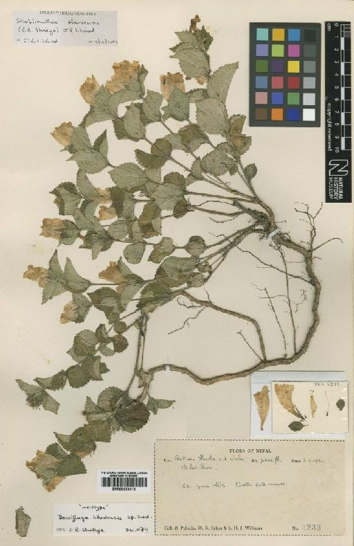 Strobilanthes bheriensis (Shakya) J.R.I.Wood - BM000906318