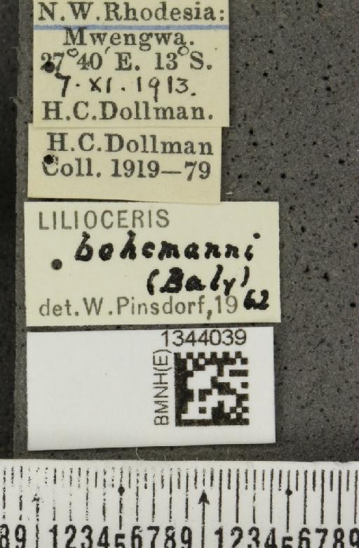 Lilioceris (Lilioceris) bohemani (Baly, 1863) - BMNHE_1344039_a_label_14576