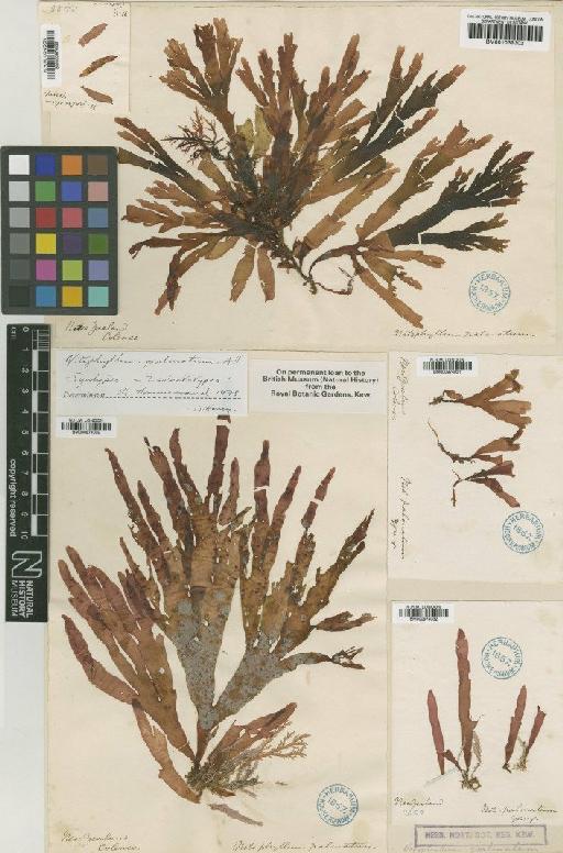 Hymenena palmata (Harv.) Kylin - BM001039302