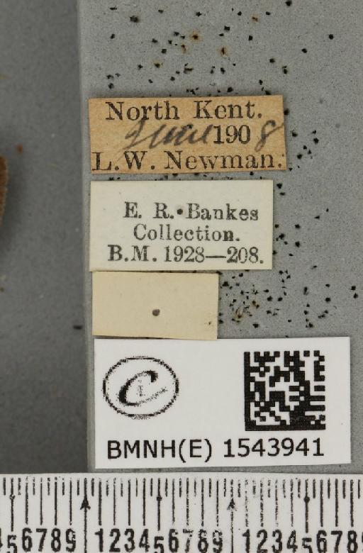 Tetheella fluctuosa ab. albilinea Cockayne, 1951 - BMNHE_1543941_label_236642