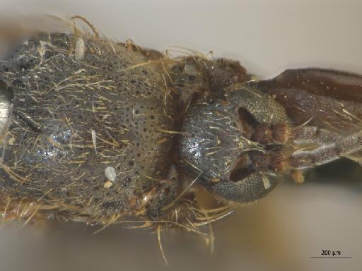 Leia basalis Walker, 1837 - 010626410_Leia_basalis_Docosia_sciarina_HT_BMNH236685_thorax_d