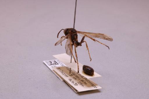 Mischocyttarus chanchamayoensis Richards, 1978 - 013632804_additional_2