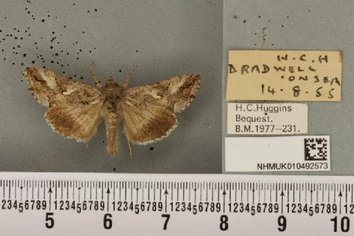 Autographa gamma (Linnaeus, 1758) - NHMUK_010492573_548231